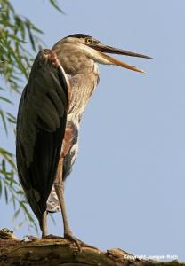Bird Photography Study of a Great Blue Heron